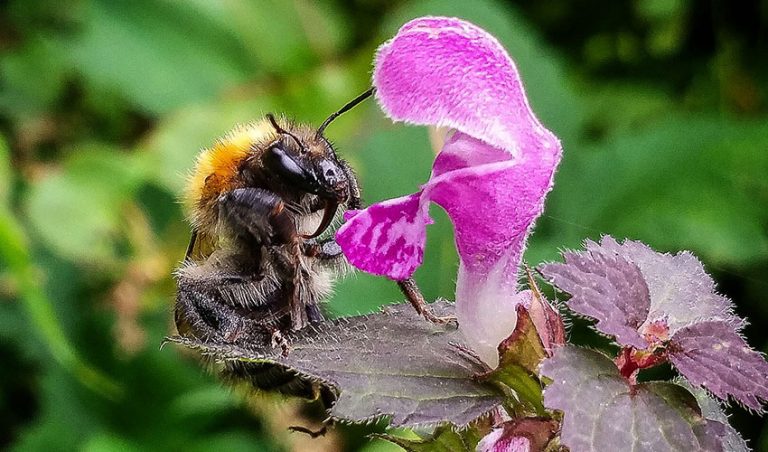 Grüne möchten konkrete Informationen über Lippstädter Artenschutzmaßnahmen