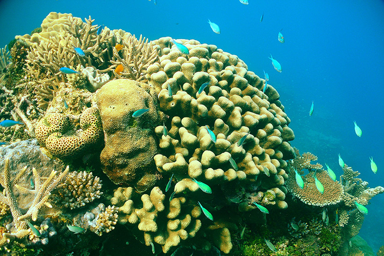 intakte Korallen am Großen Barriere Riff Australien