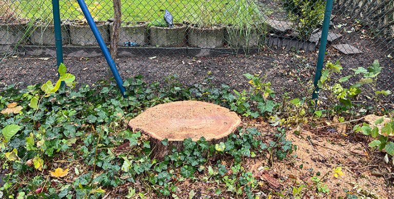 Baumfällung in Lippstadt